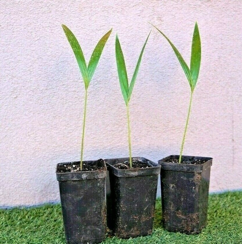 Adonidia merrillii-Weihnachtspalme-Veitchia merrillii-15cm(6") Plant-Live Starter