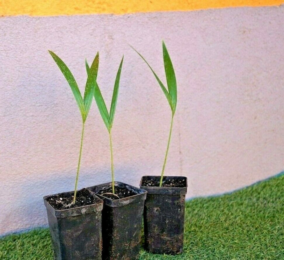 Adonidia merrillii-Christmas Palm-Veitchia merrillii-15cm(6") Plant-Live starter
