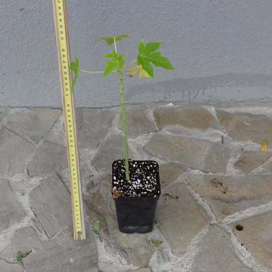Papaya (Carica papaya) - 20 cm (8 ") Plant-Live-Starter