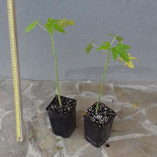 Papaya (Carica papaya)-20cm(8") Plant-Live starter