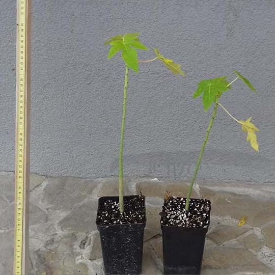 Papaya (Carica papaya) - 20 cm (8 ") Plant-Live-Starter