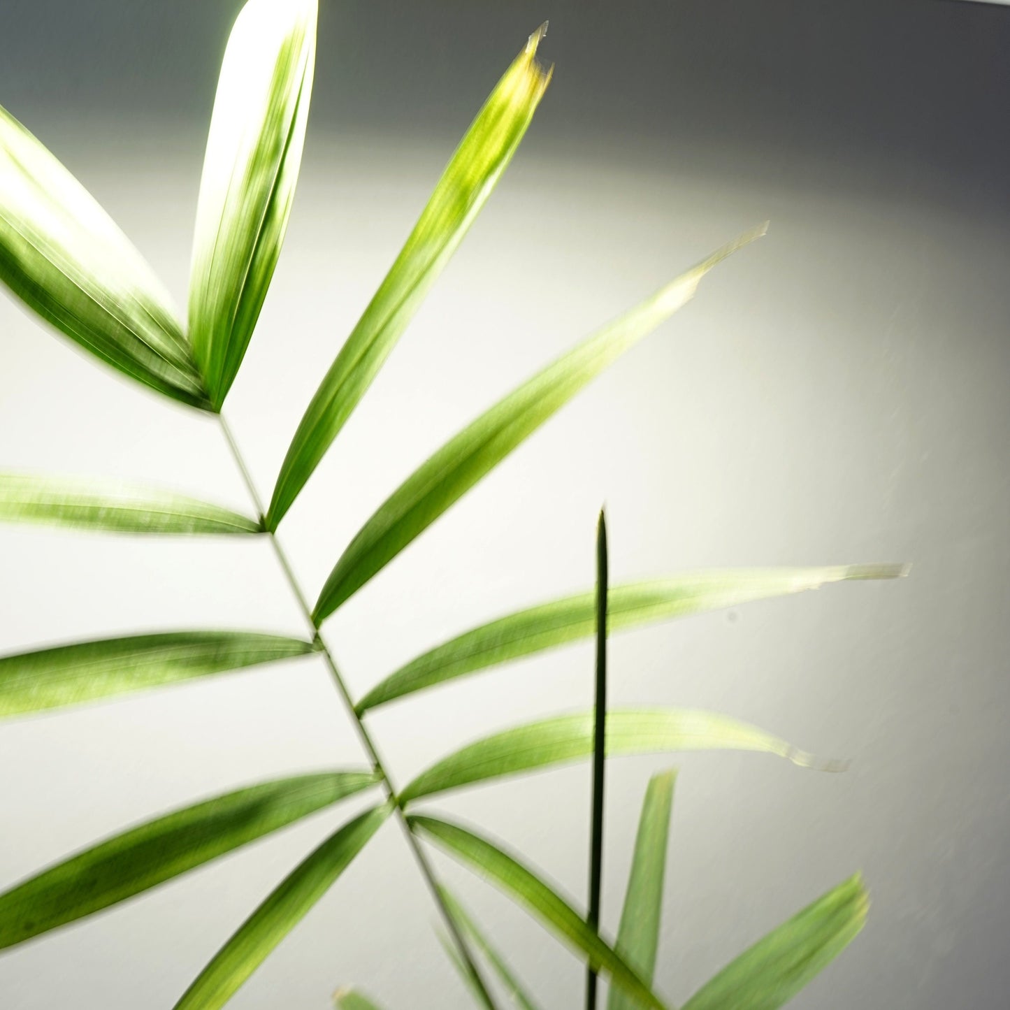 Wodyetia bifurcata, Foxtail Palm, 20cm(4"), Plant, Live Starer, Light frost -2C