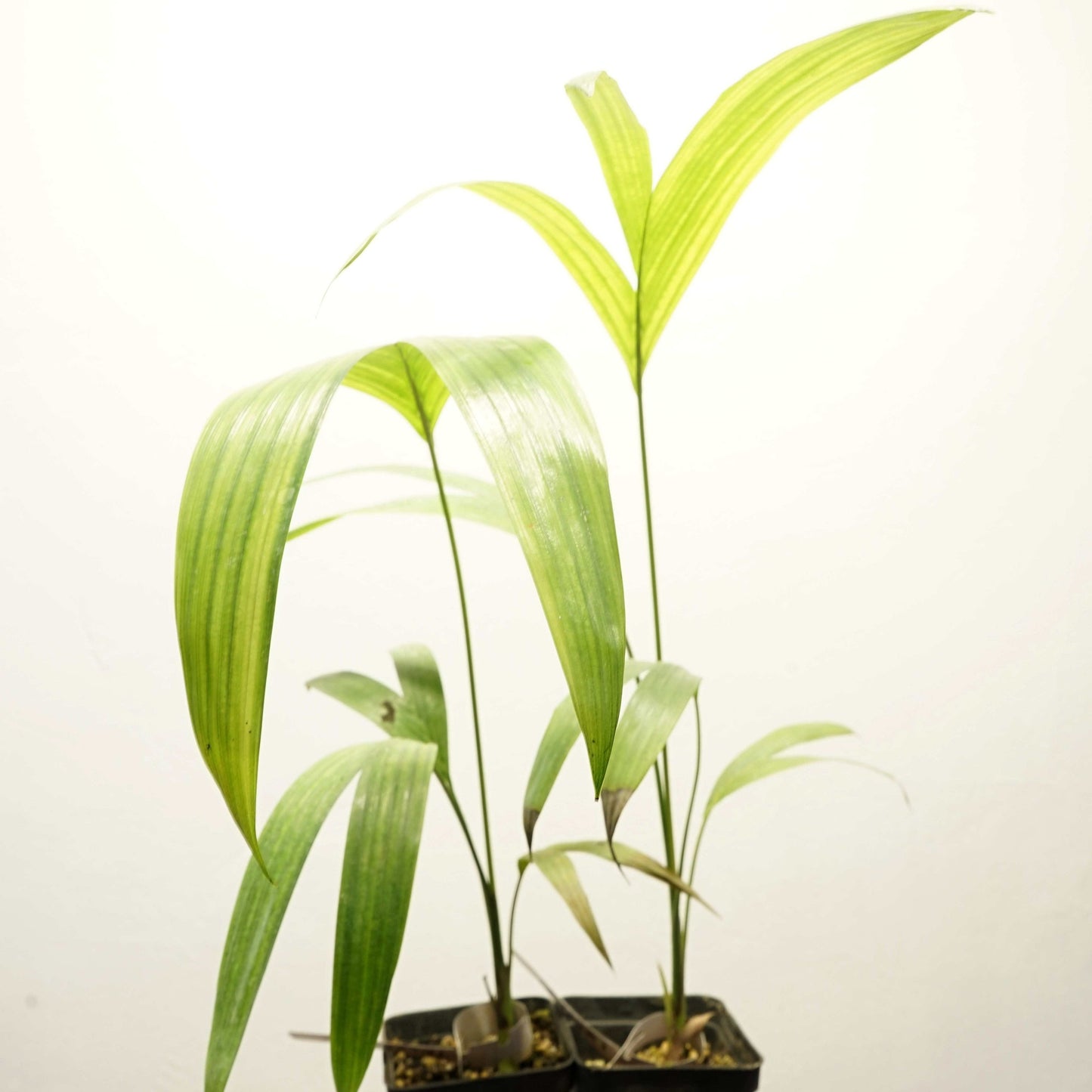 Rocky River Palme - Archontophoenix tuckeri 20- 30 cm Pflanze