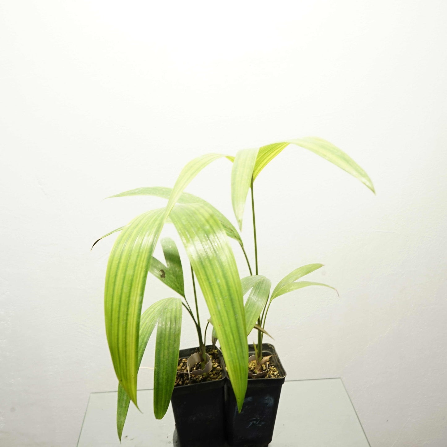 Rocky River palm - Archontophoenix tuckeri 20- 30 cm plant