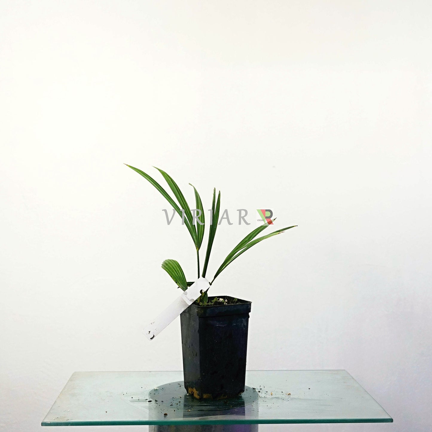 TRACHYCARPUS FORTUNEI-Chusan-Palme-Pflanze-25 cm(10")-Lebender Starter