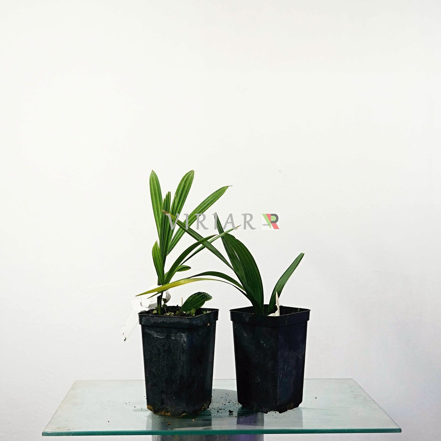 TRACHYCARPUS FORTUNEI-Chusan palm-plant-25 cm(10")-Live starter