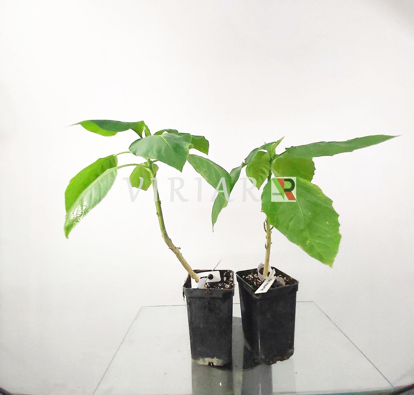 Brugmansia arborea - Weiße Engelstrompete - Pflanze 20-25 cm