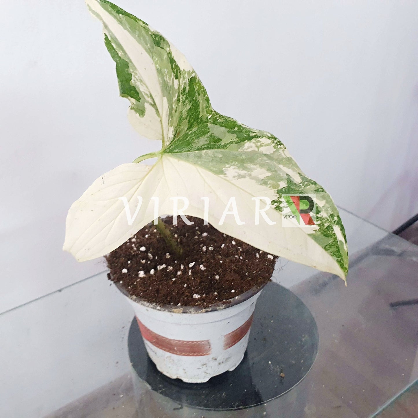 Syngonium podophyllum albo-variegatum 1-2 Leaves - 15 cm plant