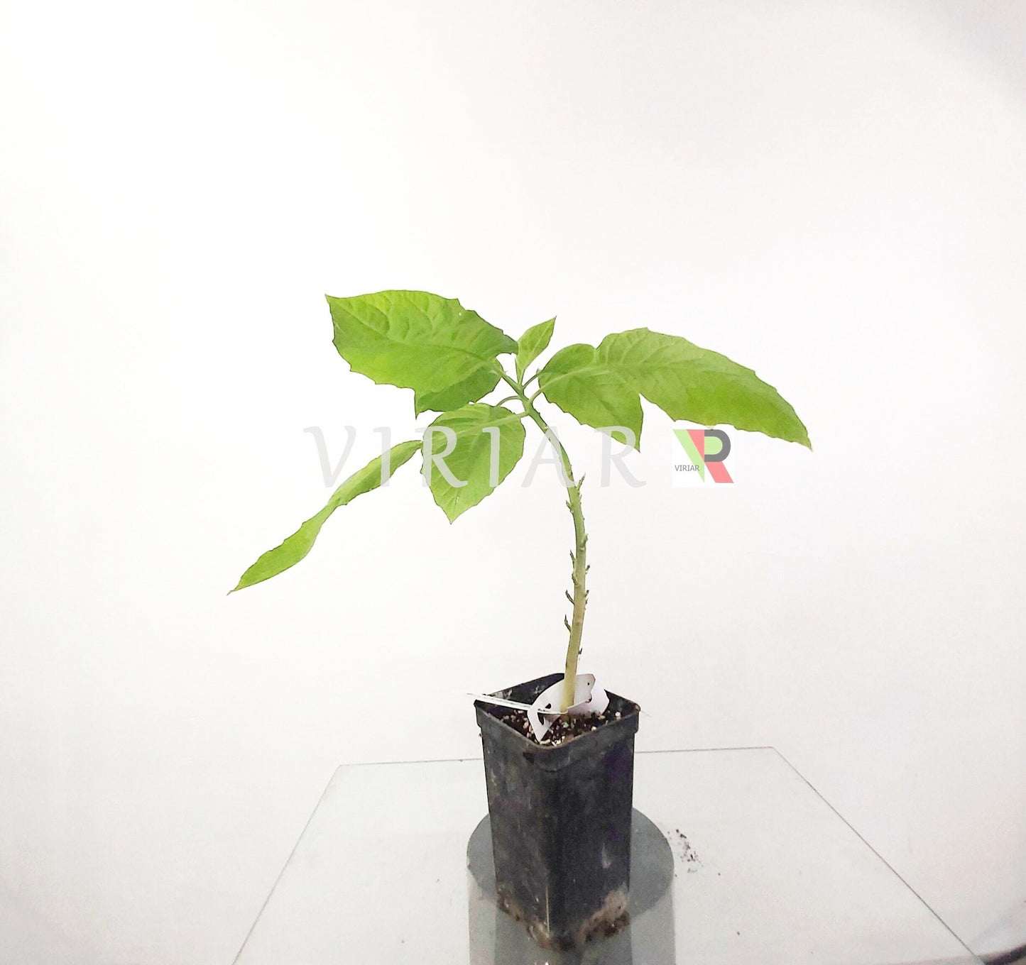 Brugmansia arborea - Weiße Engelstrompete - Pflanze 20-25 cm