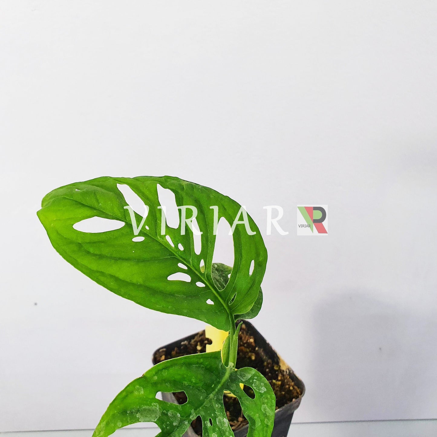 Monstera adansonii - Monkey Monstera -  20 cm plant