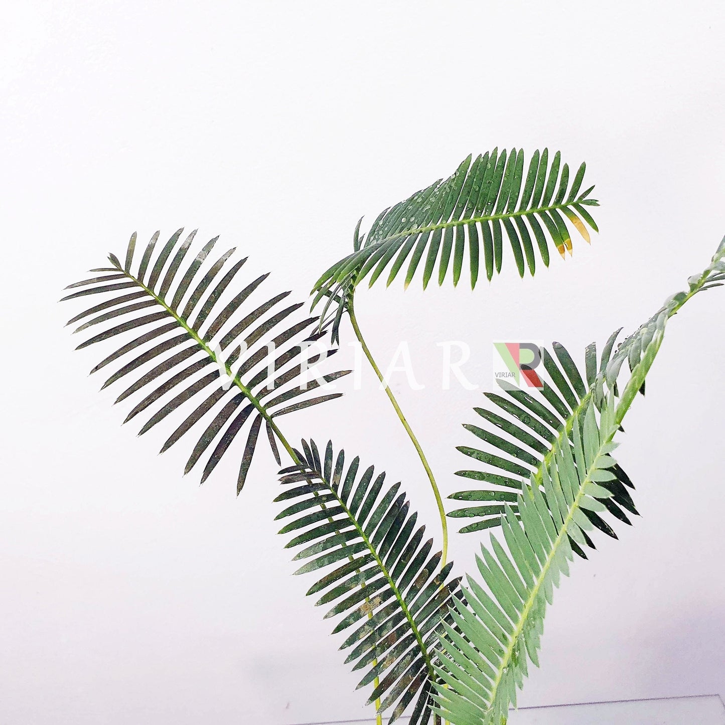 Dioon edule - Kastanien-Dion - 15 - 25 cm große Pflanze