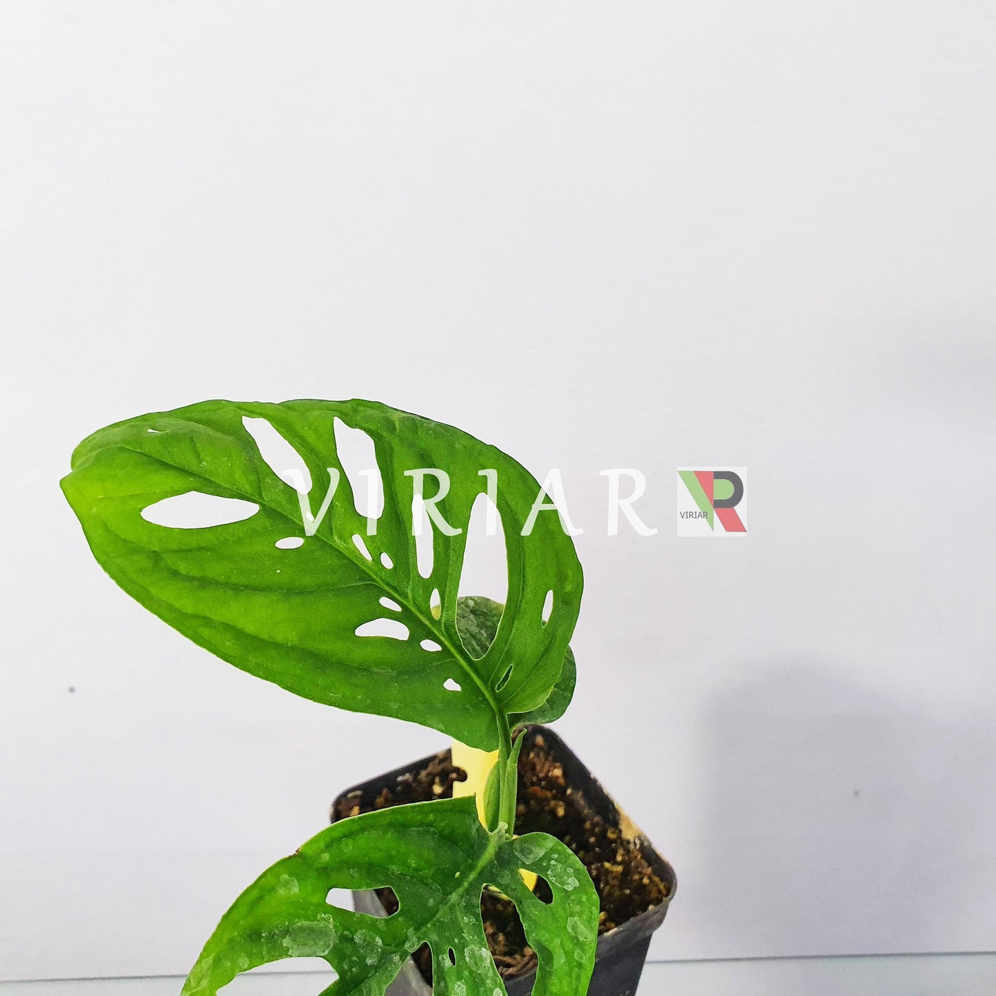 Monstera adansonii - Monkey Monstera -  20 cm plant
