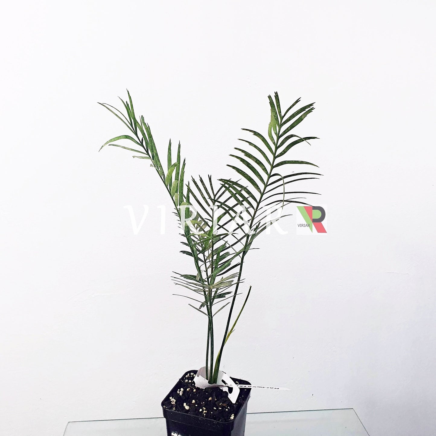 Macrozamia communis - Burrawang - 15 - 25 cm große Pflanze