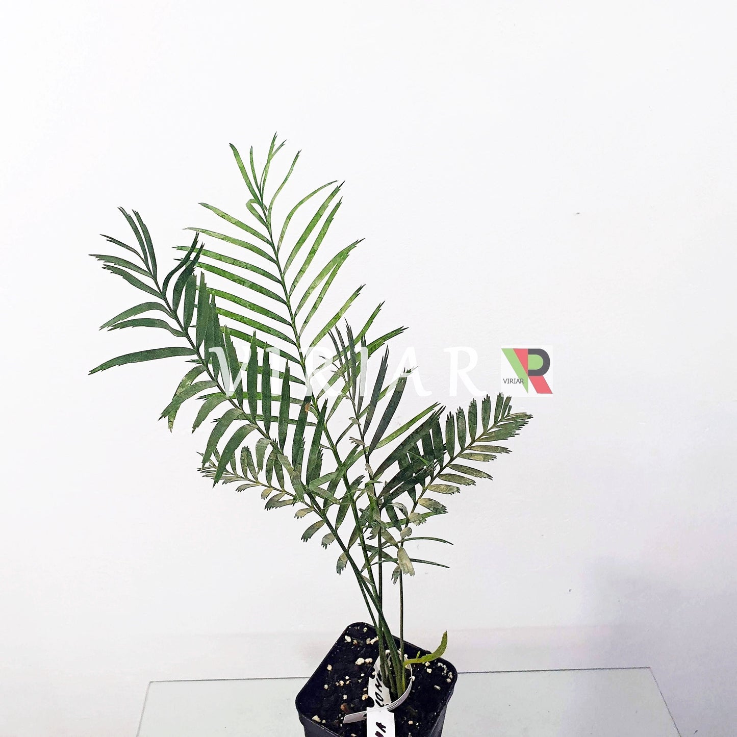 Macrozamia communis - Burrawang  - 15 - 25 cm plant