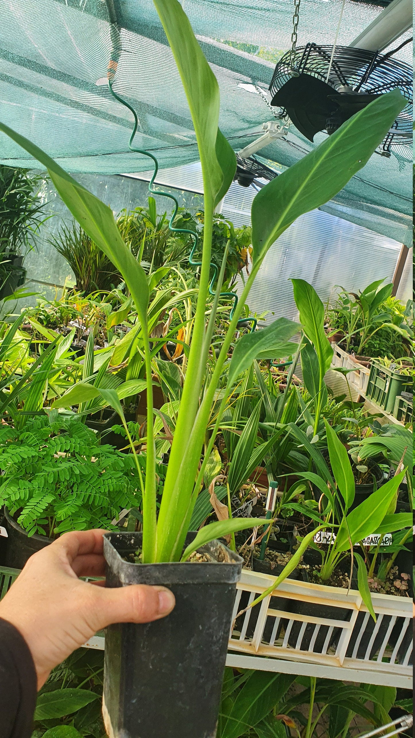 Ravenala madagascariensis - Traveller's palm-plant - 15 - 30 cm(6") - Live starter