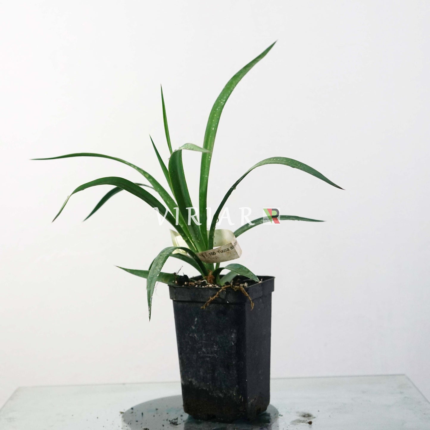 Yucca aloifolia - Spanischer Dolch 20- 30 cm Pflanze