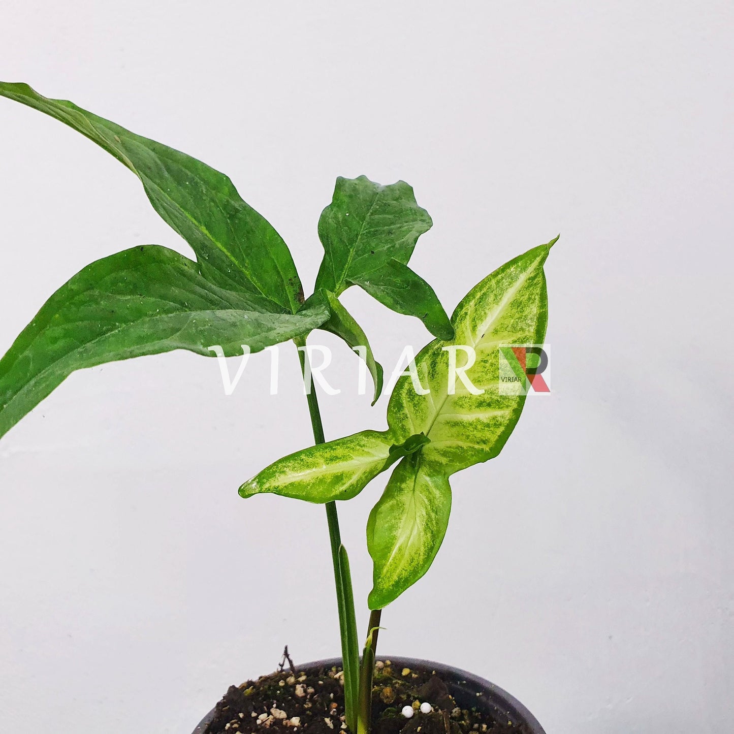 Syngonium xanthophyllum - 20 cm plant