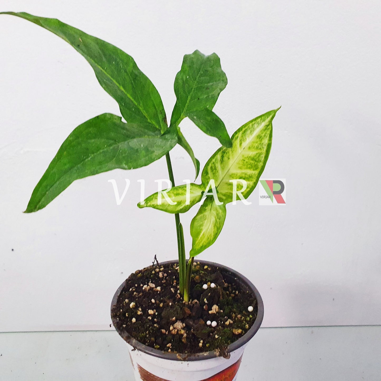 Syngonium xanthophyllum - 20 cm plant