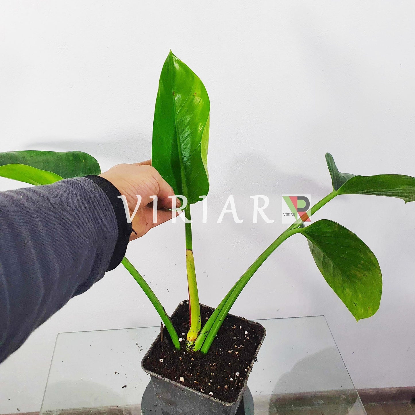 Philodendron 'Green Congo' 20 cm Pflanze