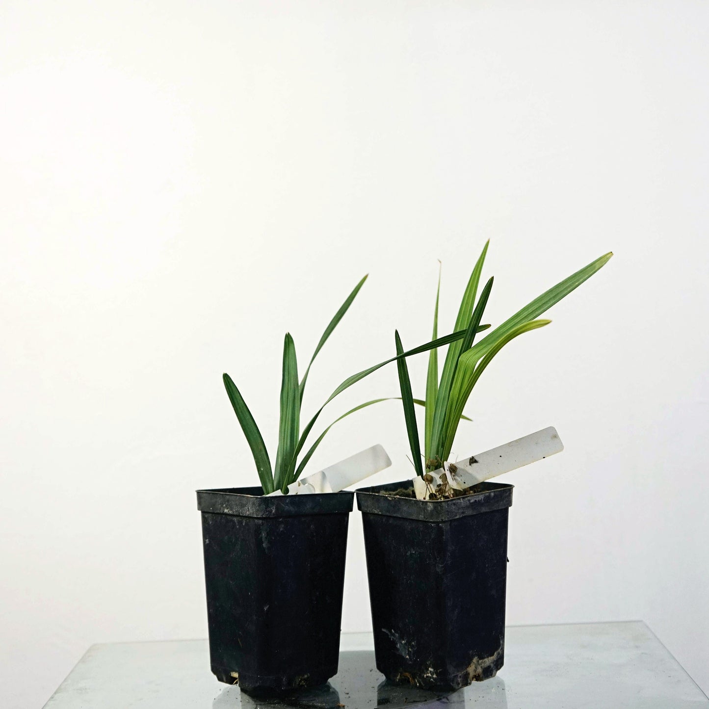 Sabal palmetto - Palmetto Palm - 20- 40 cm plant