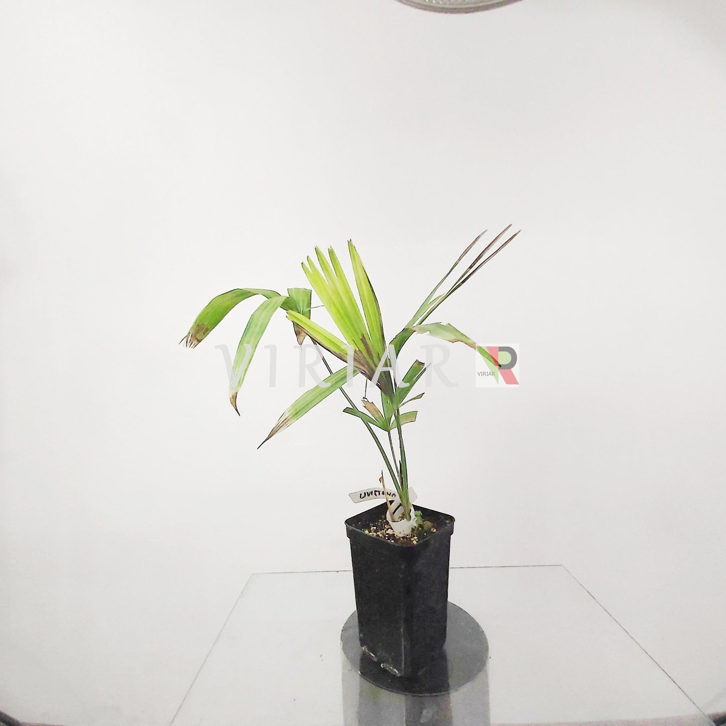Livistona saribus - Taraw-Palme - 30 cm große Pflanze