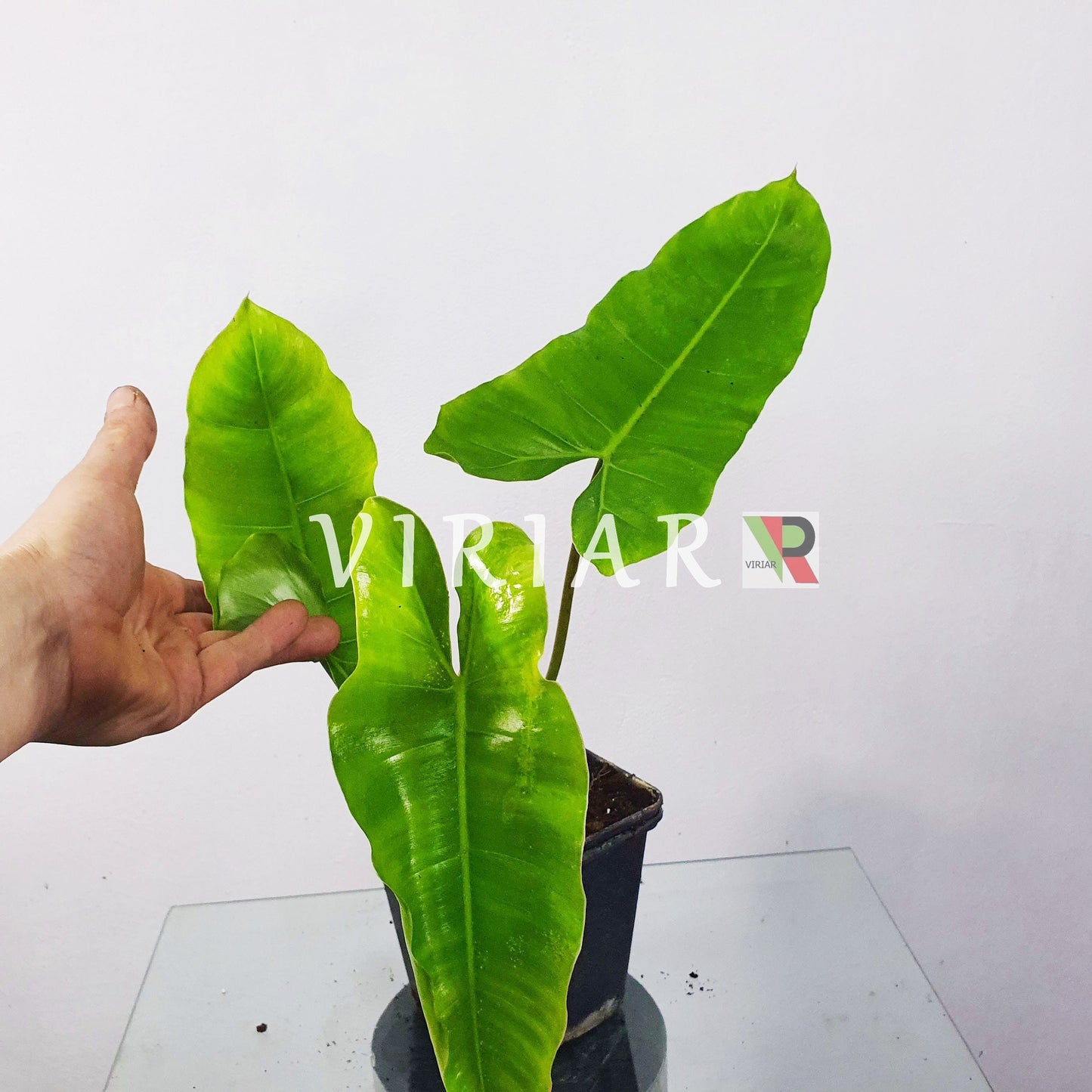 Philodendron 'Burle Marx' - 25 cm Pflanze