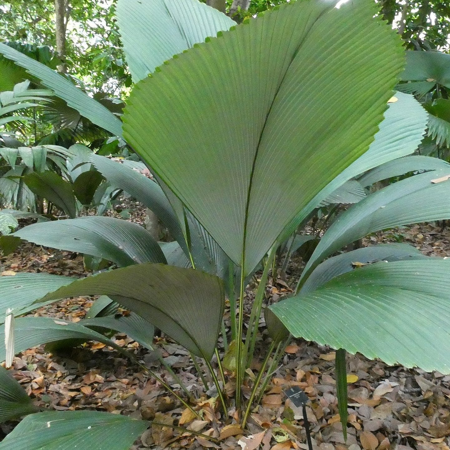 Johannesteijsmannia magnifica - Silver Joey - 1 pieces fresh seeds