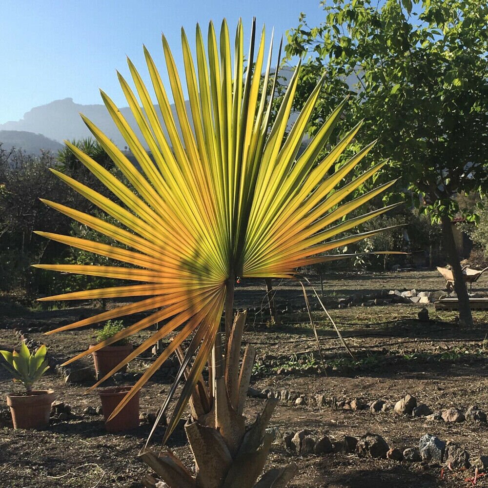 Latania verschaffeltii - Yellow Latan Palm - 10 seeds