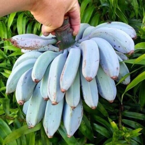 Musa itinerans 'Burmese Blue' - Blue Burmese Banana - 20 seeds