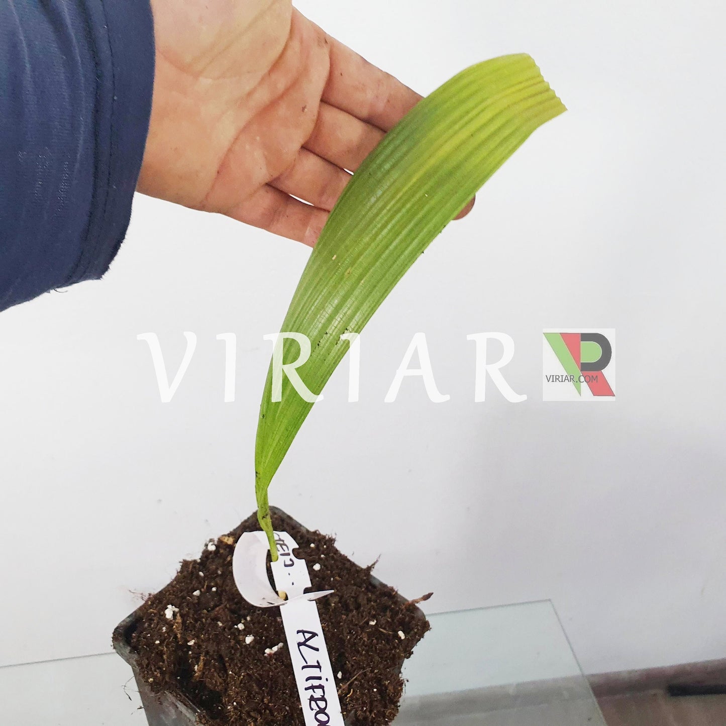 Johannesteijsmannia altifrons – Diamond Joey – 15–25 cm große Pflanze