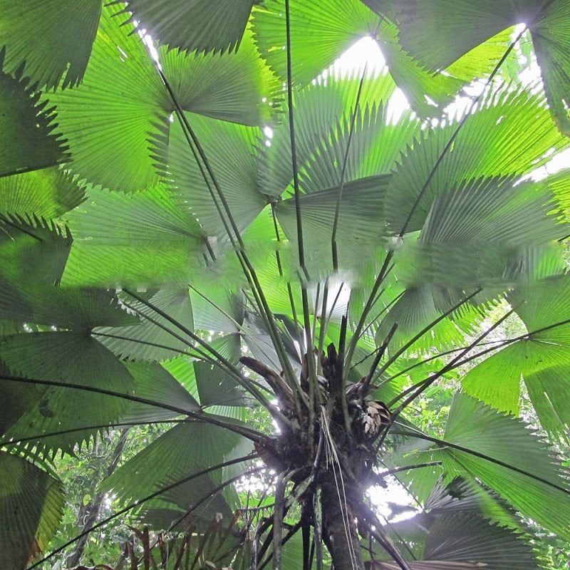 Sabinaria magnifica - Butterfly Palm - 20-25 cm plant