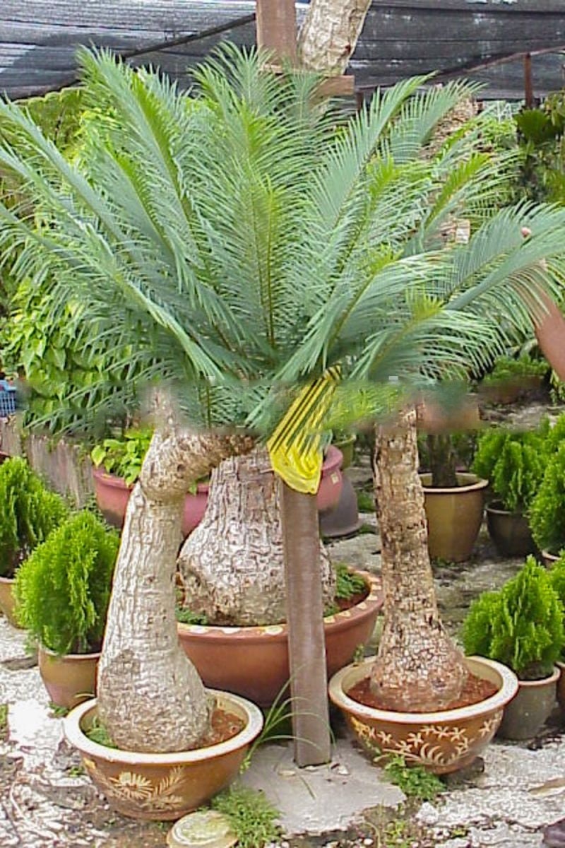 Cycas siamensis - Thai Sago - 15 - 20 cm plant