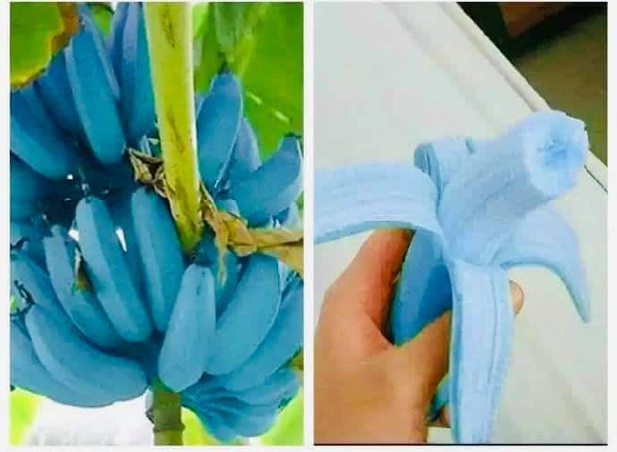 Musa itinerans 'Burmese Blue' - Blaue birmanische Banane - 20 Samen