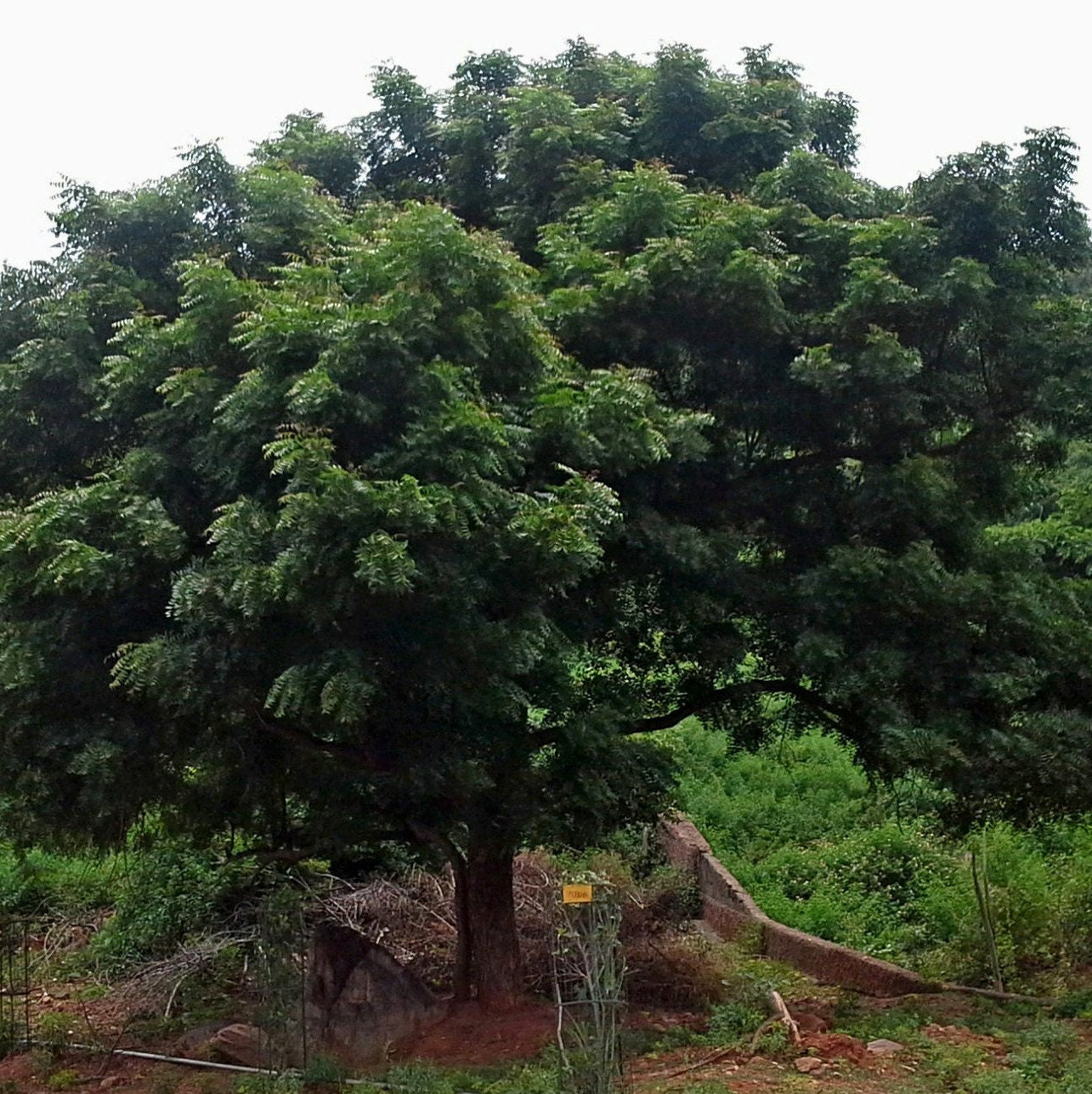 Azadirachta indica - Miracle tree - 10 seeds