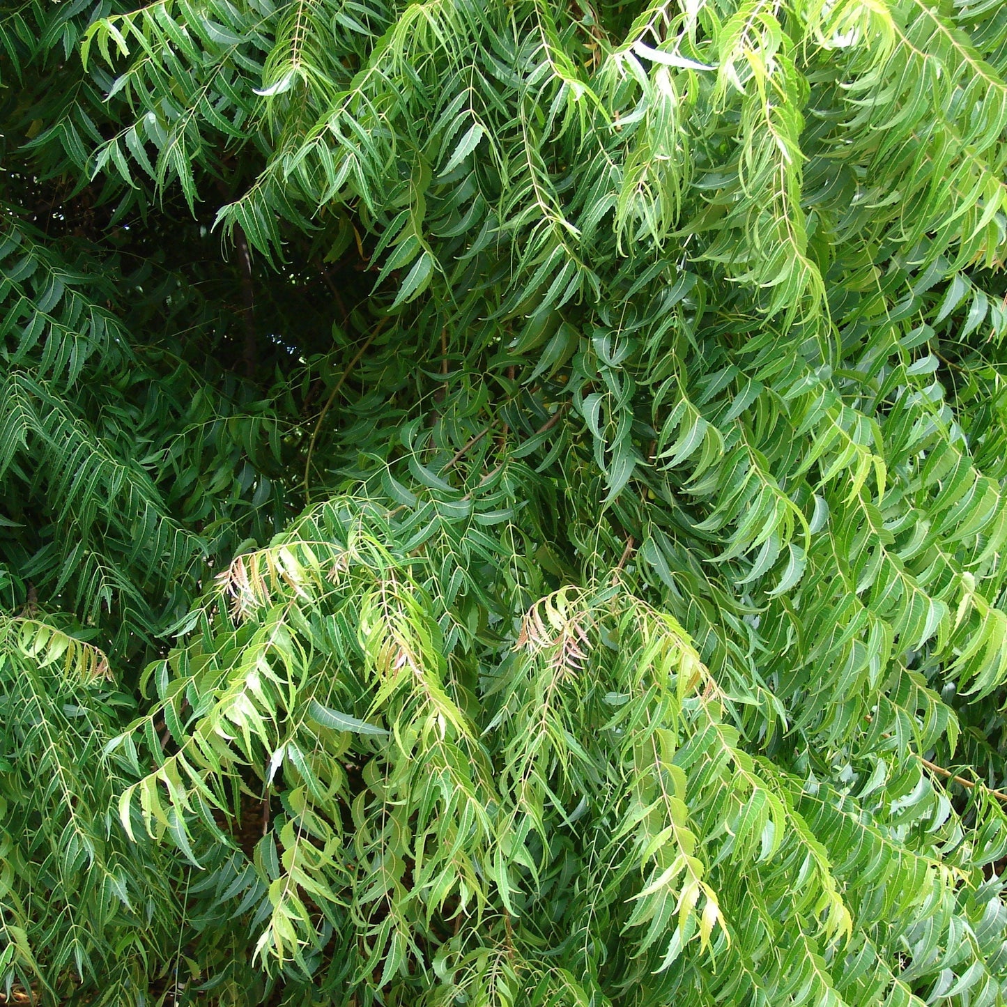 Azadirachta indica - Miracle tree - 10 seeds