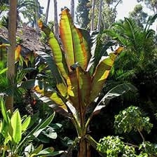 Musa sikkimensis-Red Tiger Seeds - Darjeeling-Banane - 5 Samen