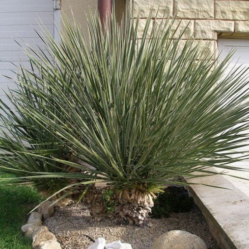 Yucca Glauca - Soapweed Yucca - Hardiest Yucca In The World! - 10 fresh seeds