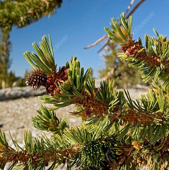 Pinus longaeva - Great Basin Bristlecone Pine - 10 Samen
