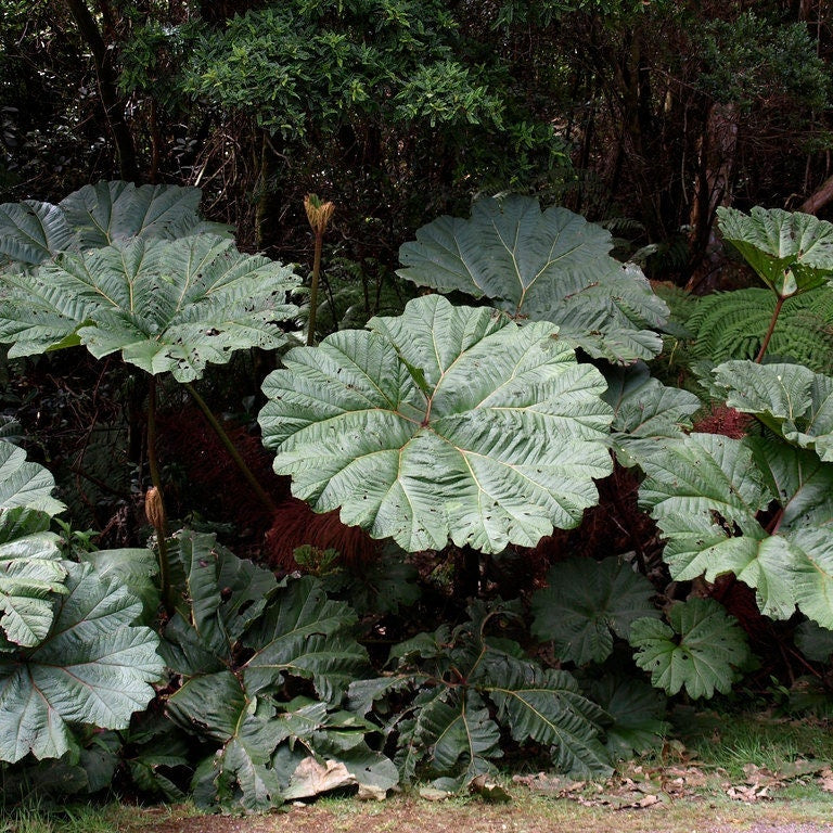 Gunnera Insignis - Poor Man's Parasol - Giant Leaves - Striking Garden Plant - 5 Seeds - Rare