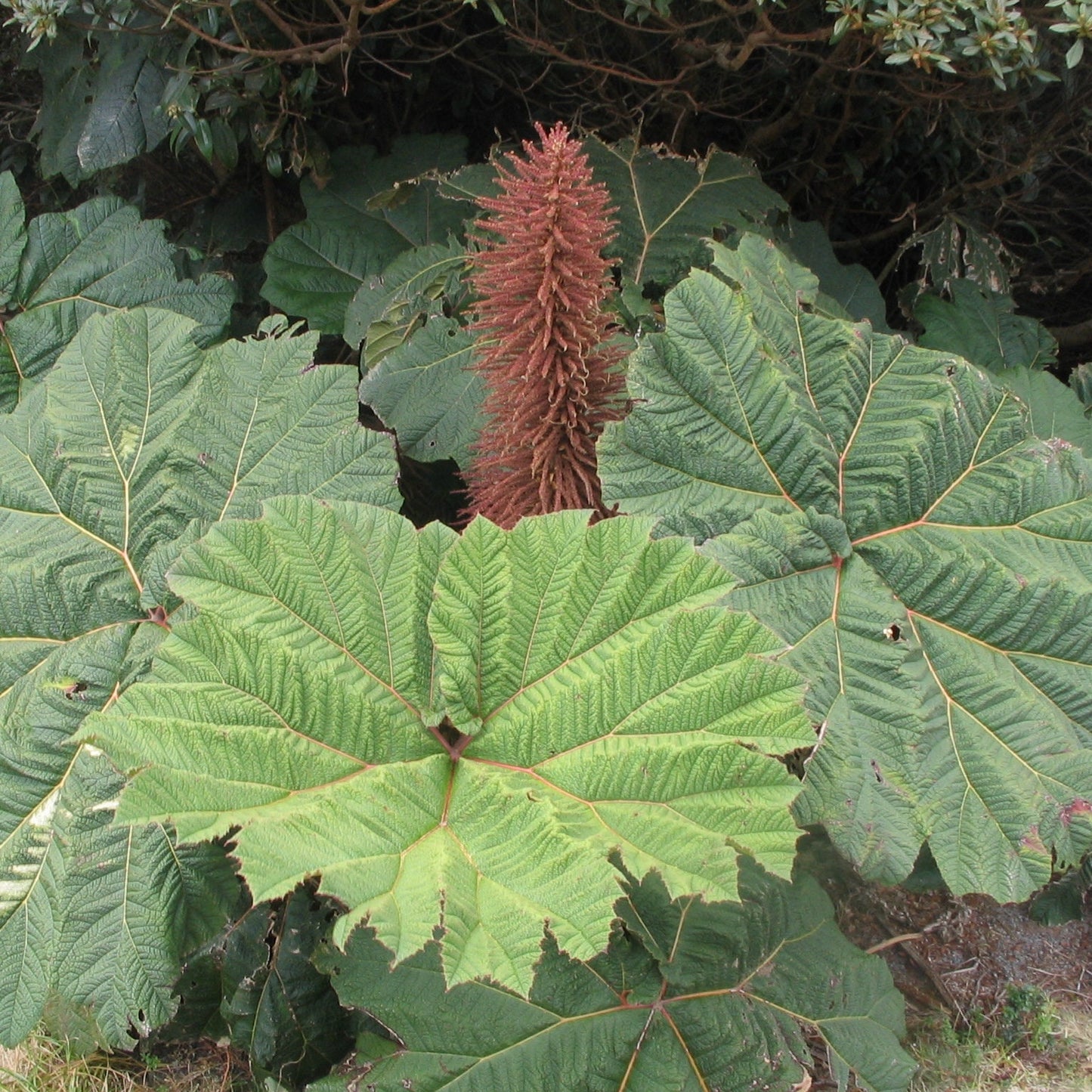 Gunnera Insignis – Sonnenschirm des armen Mannes – Riesenblätter – auffällige Gartenpflanze – 5 Samen – selten