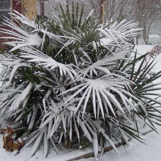Rhapidophyllum Hystrix - Nadelpalme widersteht Temperaturen bis -23 C -10 F! - 5 Samen