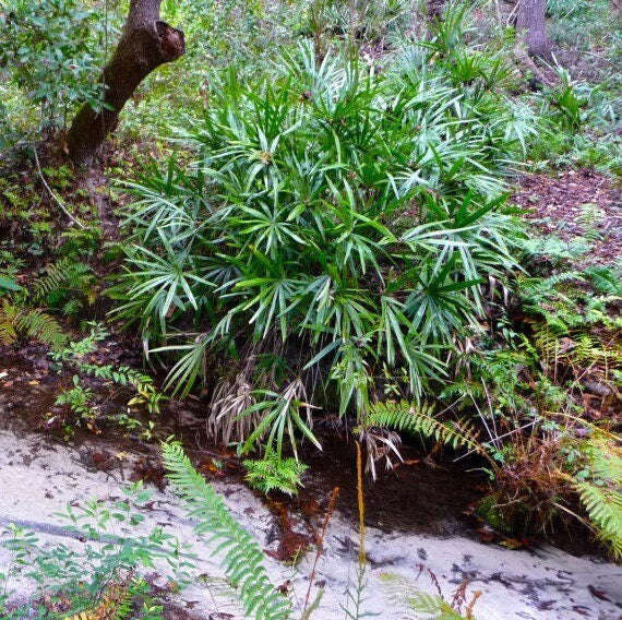 Rhapidophyllum Hystrix - Nadelpalme widersteht Temperaturen bis -23 C -10 F! - 5 Samen