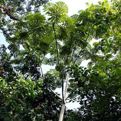 Musanga Cecropioides - Corkwood or Umbrella tree - 10 Seeds