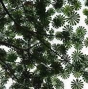 Musanga Cecropioides - Korkholz oder Regenschirmbaum - 10 Samen