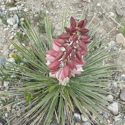 Yucca Glauca - Soapweed Yucca - Hardiest Yucca In The World! - 10 fresh seeds