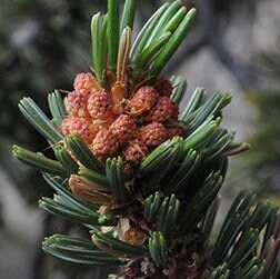 Pinus longaeva - Great Basin Bristlecone Pine - 10 Seeds