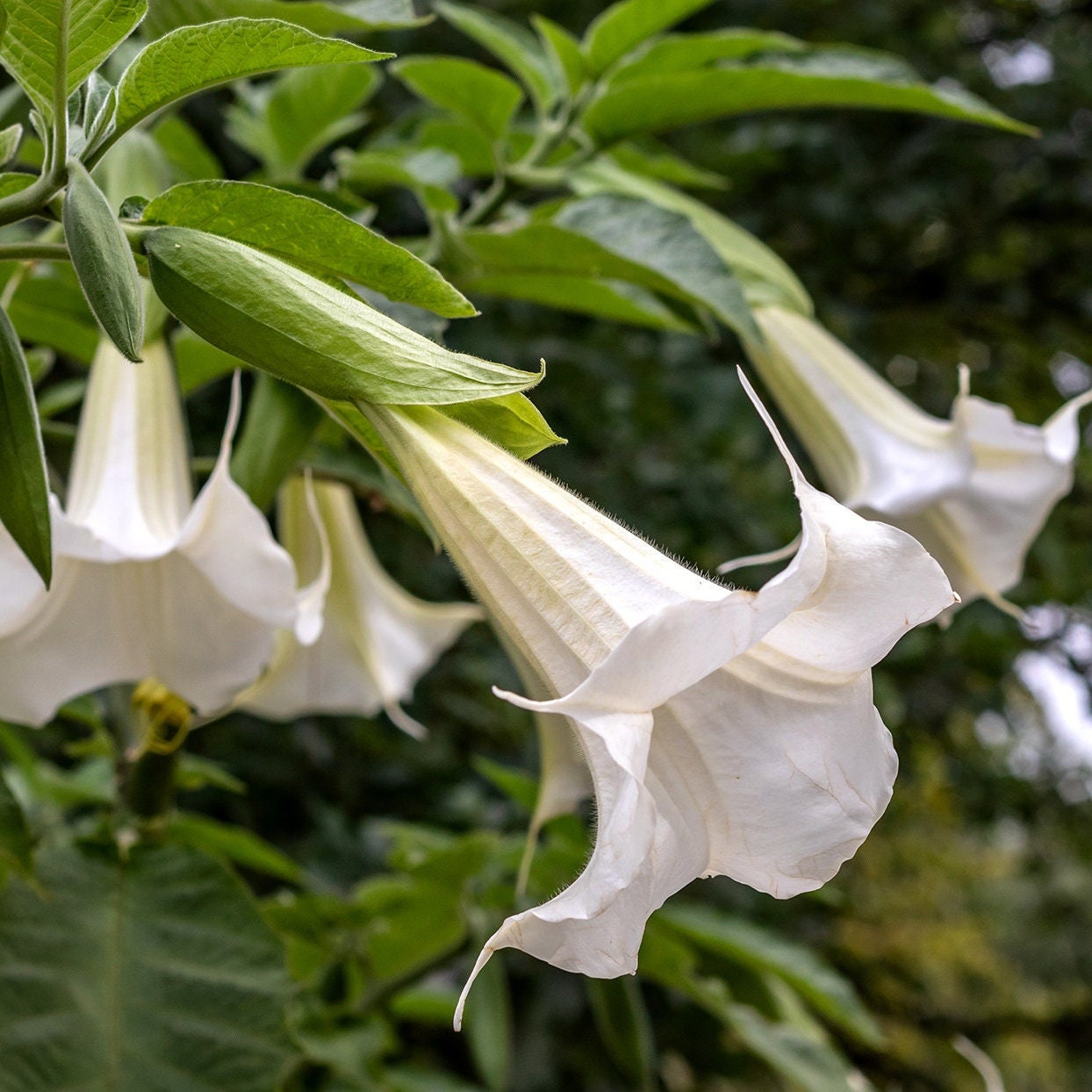 Brugmansia arborea- White Angel's Trumpet - plant 20-25 cm