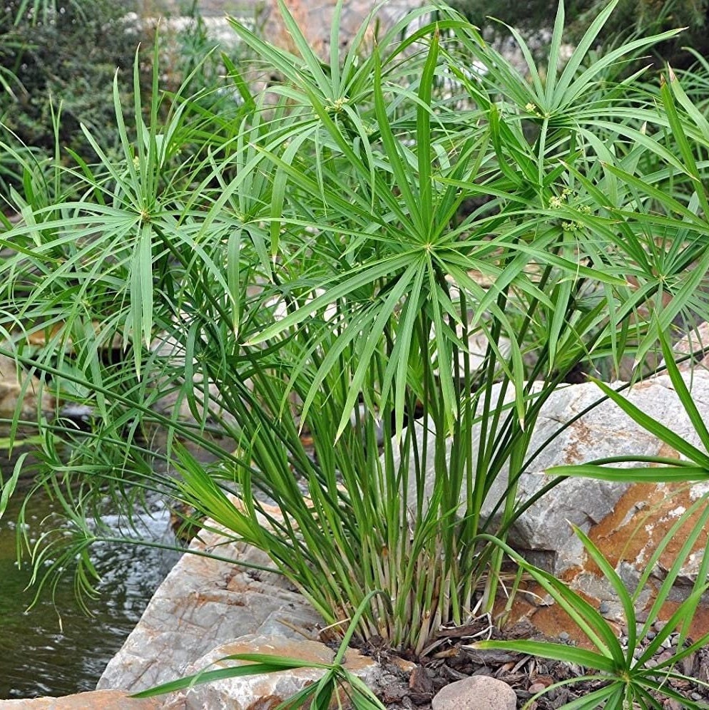 Cyperus alternifolius - Umbrella papyrus -  15-25 cm - Plant