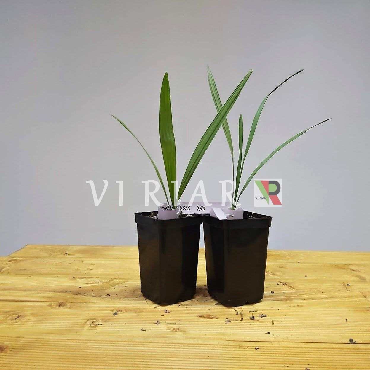 Sabal domingensis - Hispaniola Palmetto - (20-30 cm) Pflanze - 20º F (-6,6 ºC)