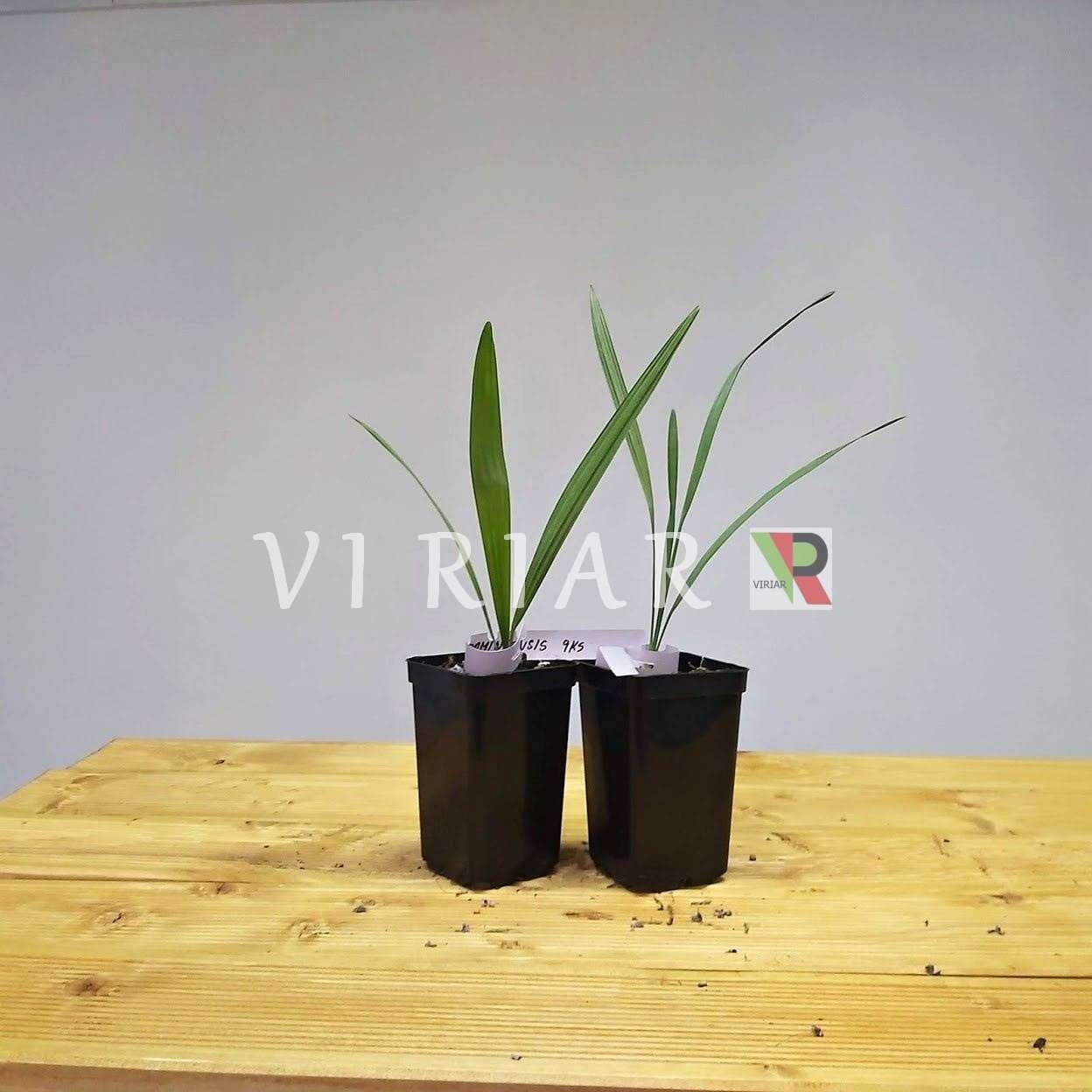 Sabal domingensis - Hispaniola Palmetto - (20-30 cm) plant - 20º F  (-6.6 ºC)